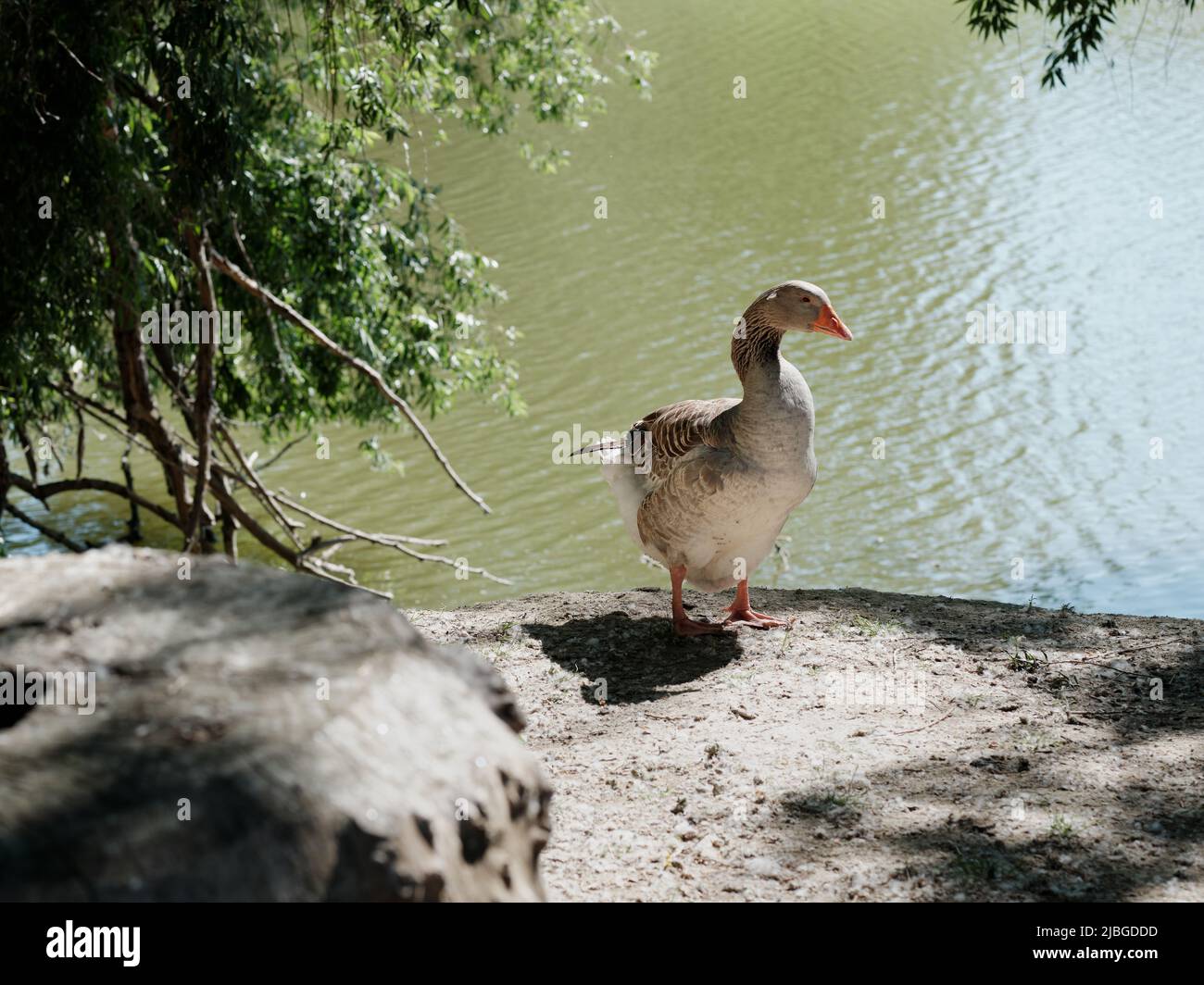 Junge graue Gans, die auf einem felsigen Seeufer neben ruhigem, grünem Wasser im Sommerschatten stehen Stockfoto