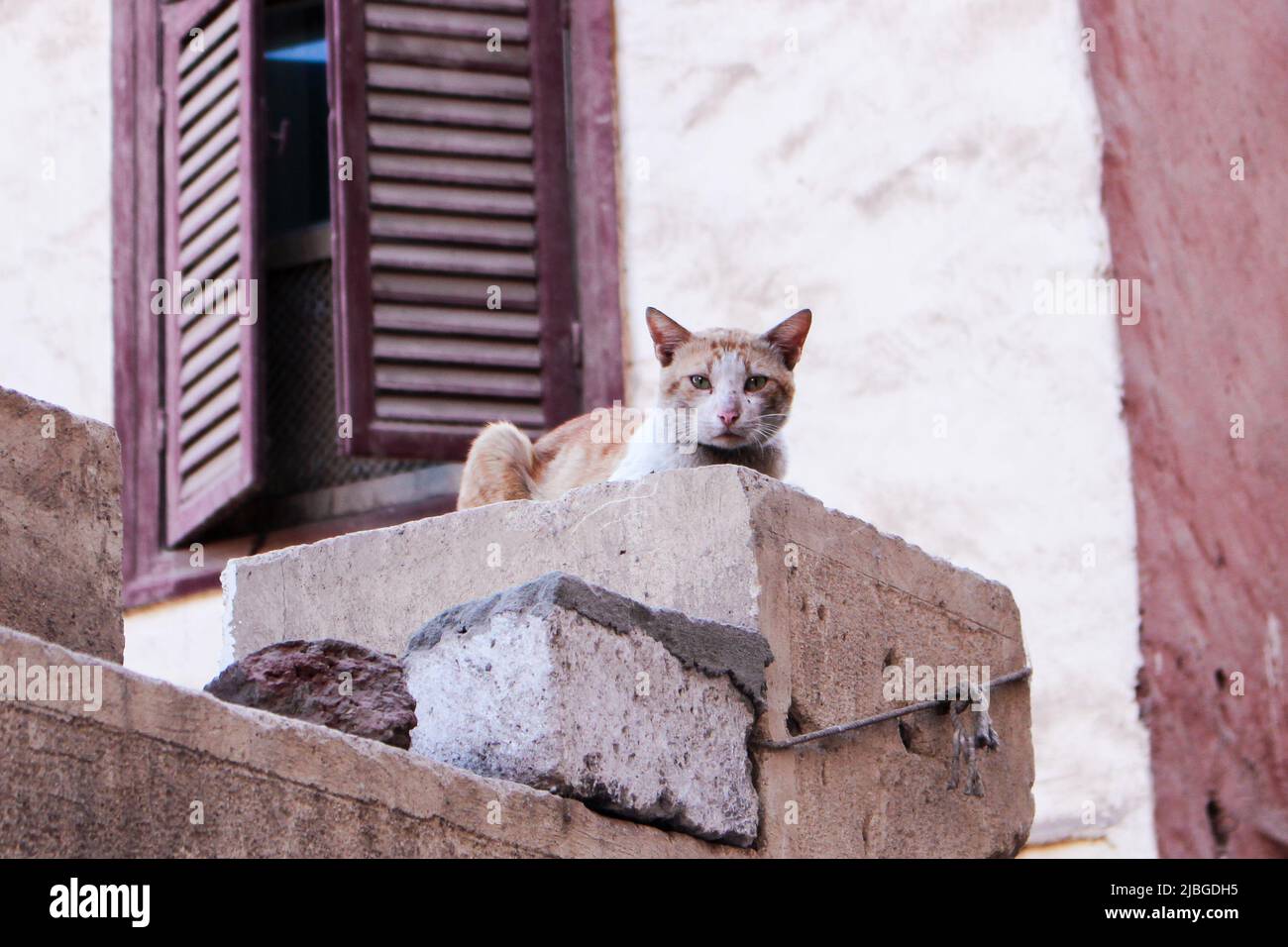 Streunende Katze lebt im Ghetto von Luxor (Ägypten) und schaut neugierig auf den Betrachter. Stockfoto