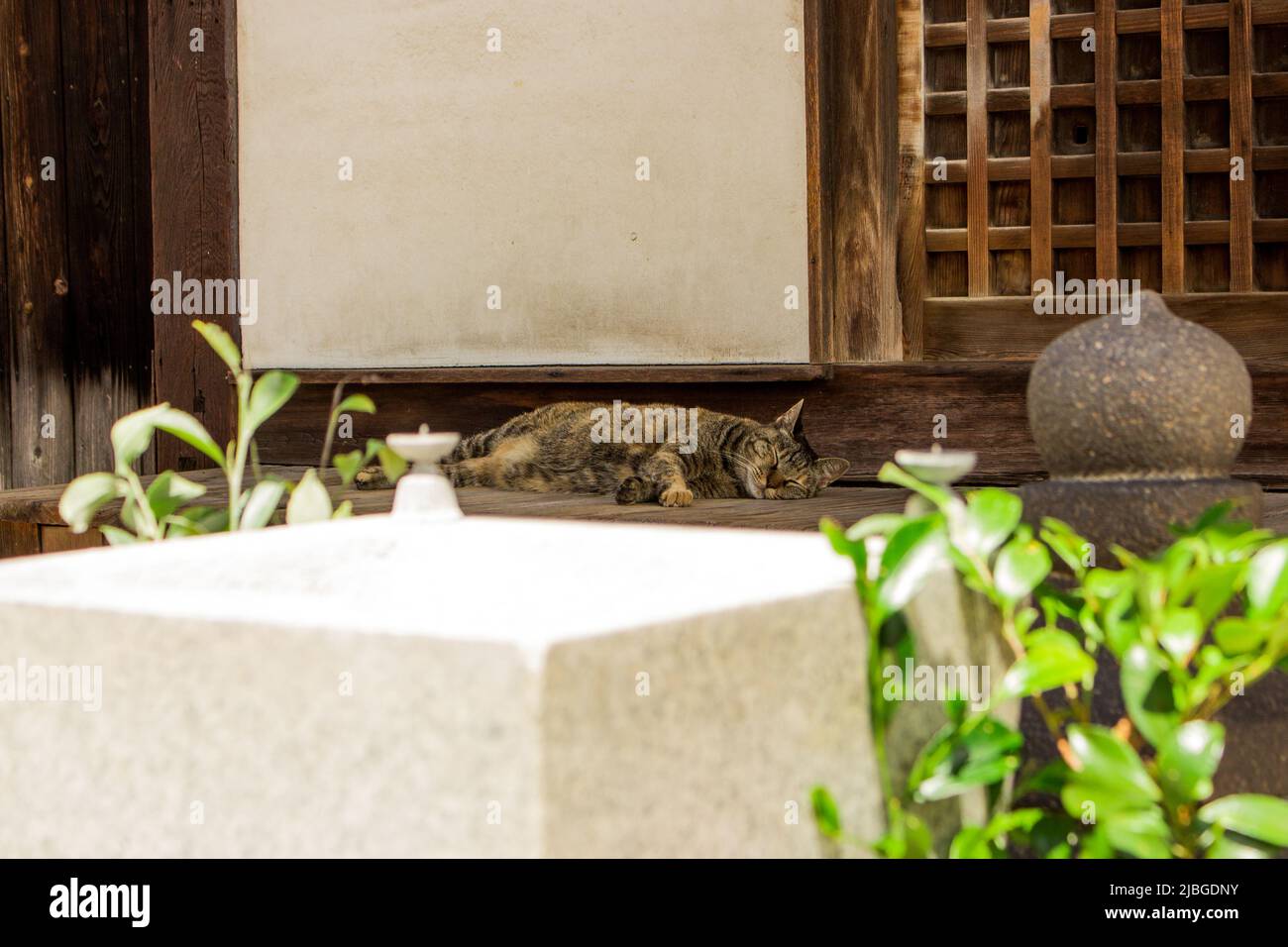 Niedliche Katze schläft auf engawa (Korridor mit Holzboden) in einem alten japanischen Tempel in Hiroshima, Japan. Stockfoto