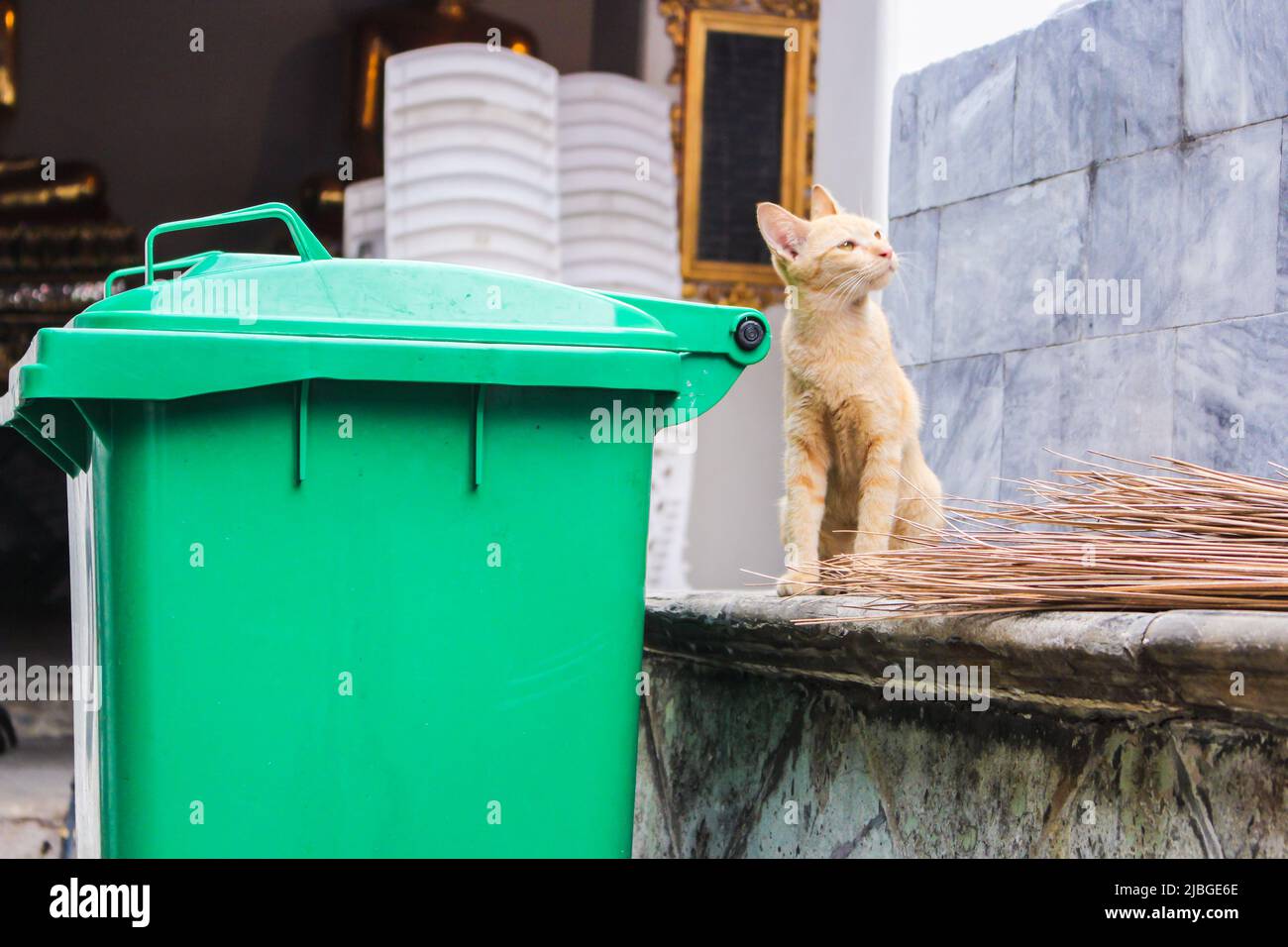 Ginger streunende Katze, die mit umgedrehten Augen auf etwas schaut Stockfoto