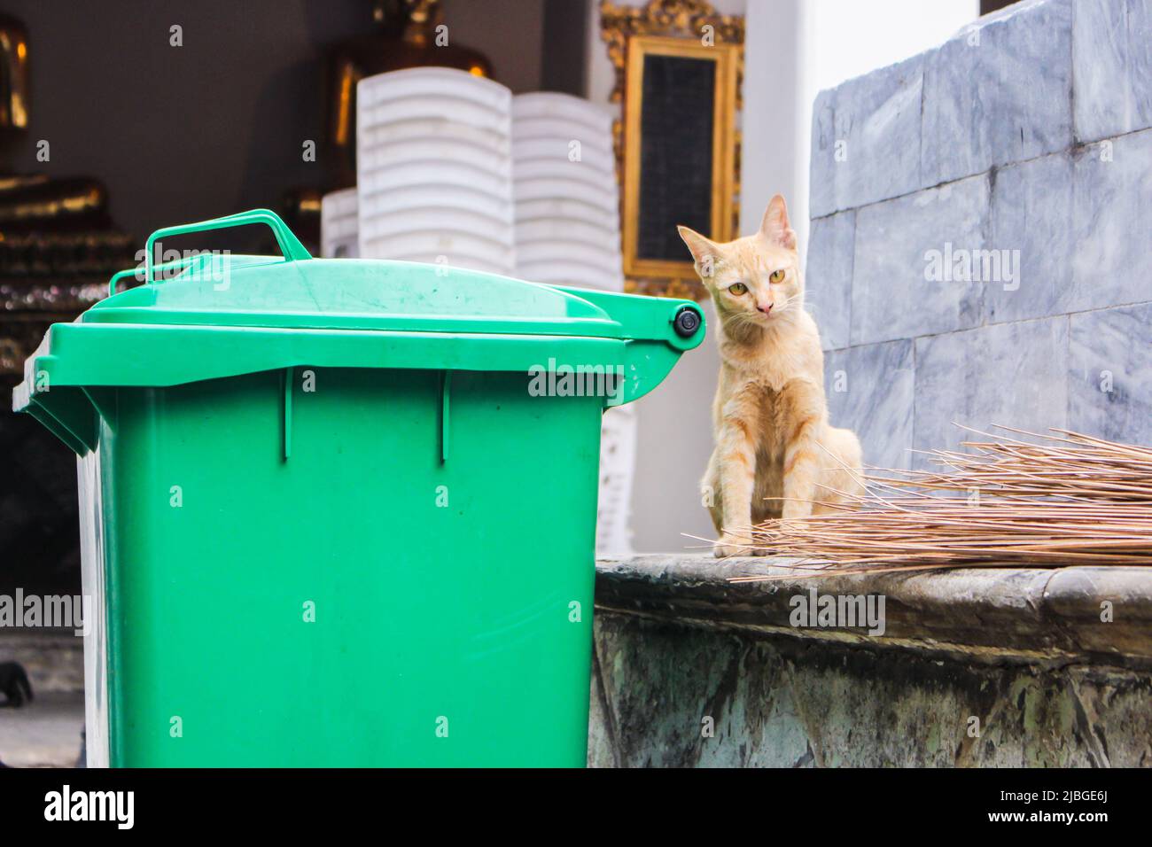 Ginger streunende Katze beim Betrachten im alten Tempel in Bagnkok, Thailand Stockfoto