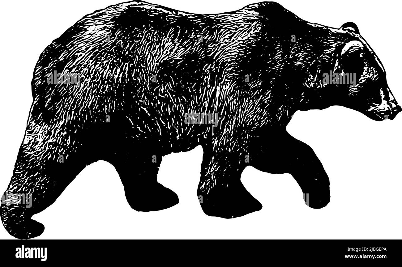 Grizzly Bear Vektor-Illustration in schwarz auf weißem Hintergrund Stock Vektor