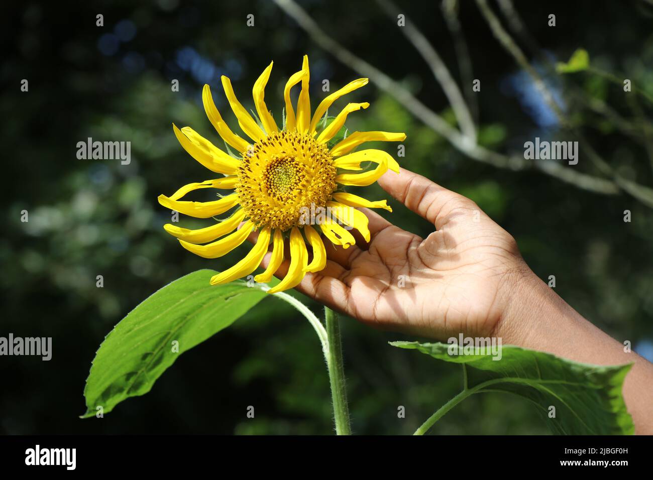 Blühende Sonnenblume im Hausgarten mit Händen halten sie Stockfoto