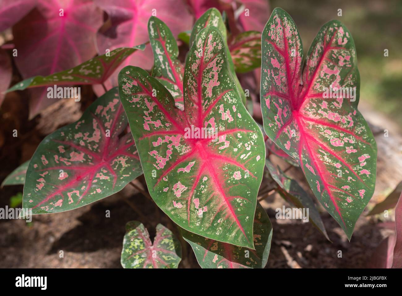 Caladium bicolor vent Fotos und Bildmaterial in hoher Auflösung Alamy