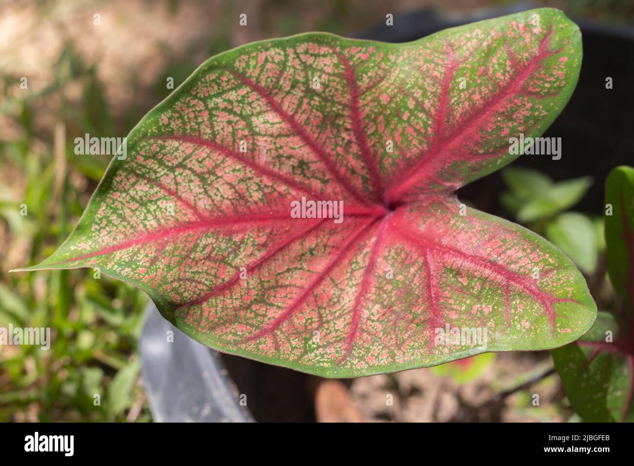 Caladium bicolor vent Fotos und Bildmaterial in hoher Auflösung Alamy