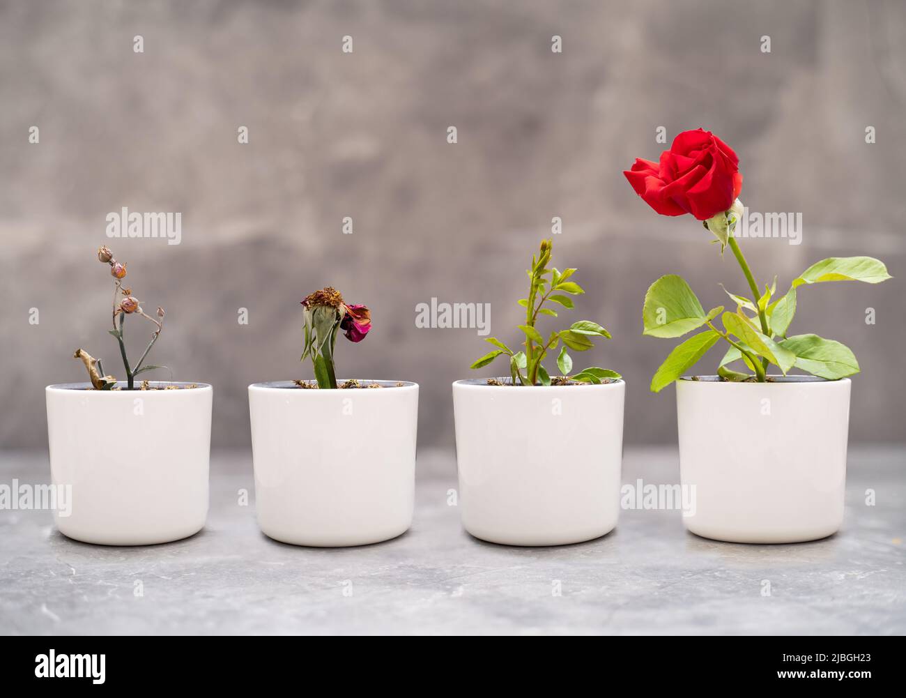 Nahaufnahme von trockenen und perfekt gewachsenen Rosen in der Vase als Symbol des Lernens aus Fehlern, Versuch und Irrtum. Konzept von Fortschritt und Erfahrung. Stockfoto