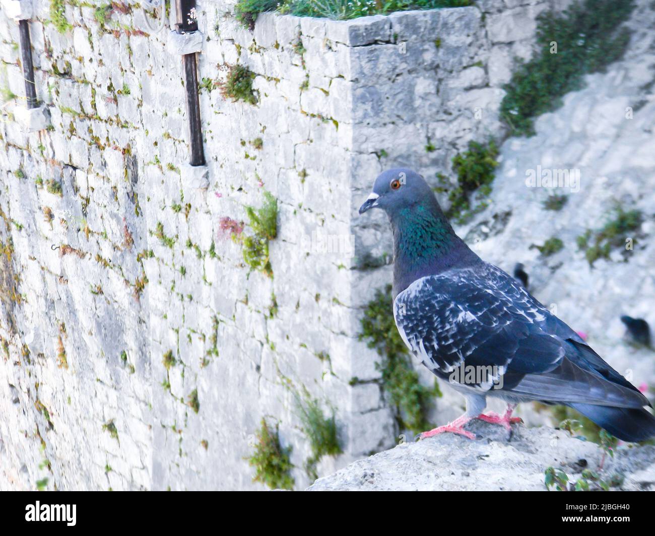 Das Nahaufnahme-Bild einer schönen Taube, die etwas seltsamerweise anschaut, Trogir, Kroatien Stockfoto