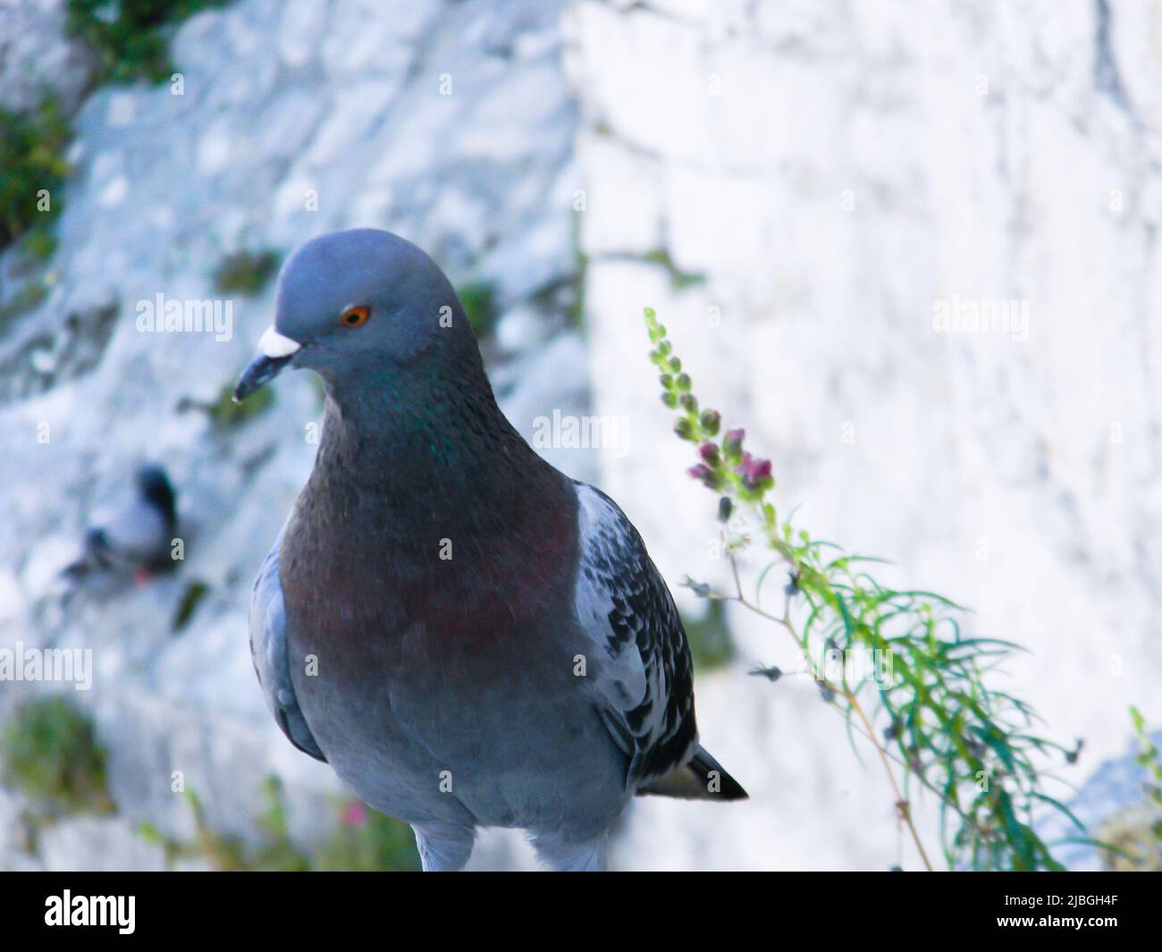 Das Nahaufnahme-Bild einer schönen Taube, die etwas seltsamerweise anschaut, Trogir, Kroatien Stockfoto