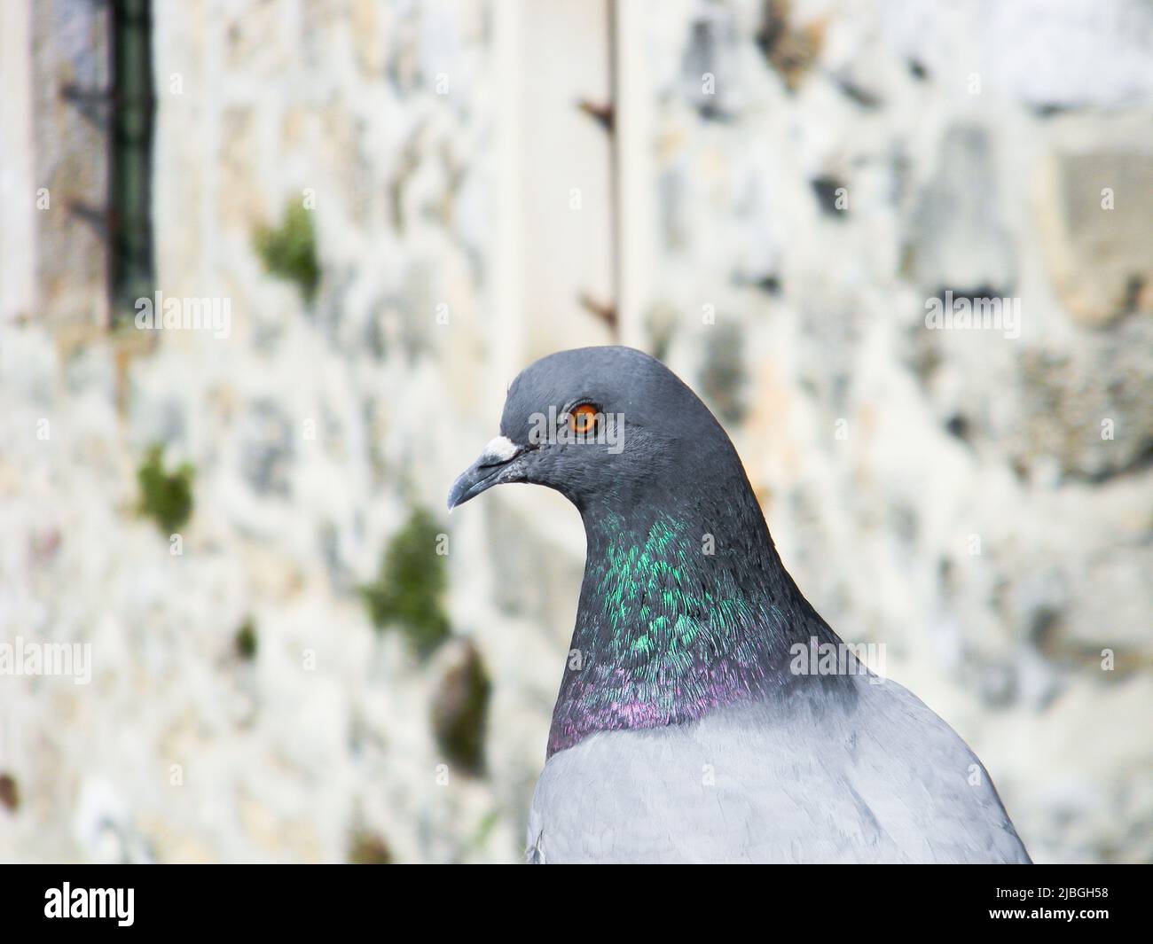 Das Nahaufnahme-Bild einer wunderschönen Taube, die auf etwas seltsameres im Stadtzentrum, in Mostar, Bosnien und Herzegowina blickt Stockfoto