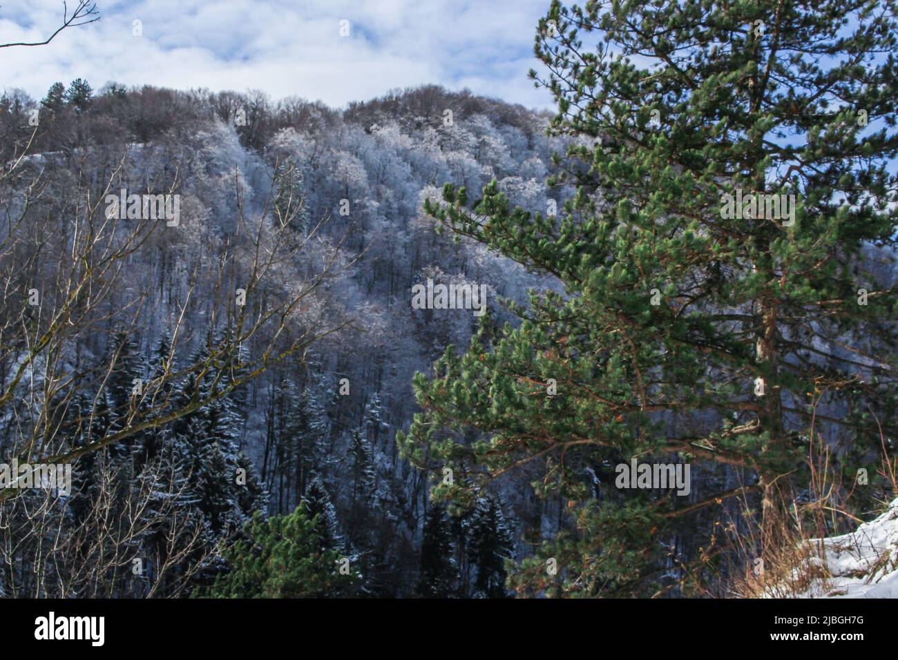 Schöne Siebenbürgen Berg mit Wald in der Wintersaison, Bran, Rumänien Stockfoto