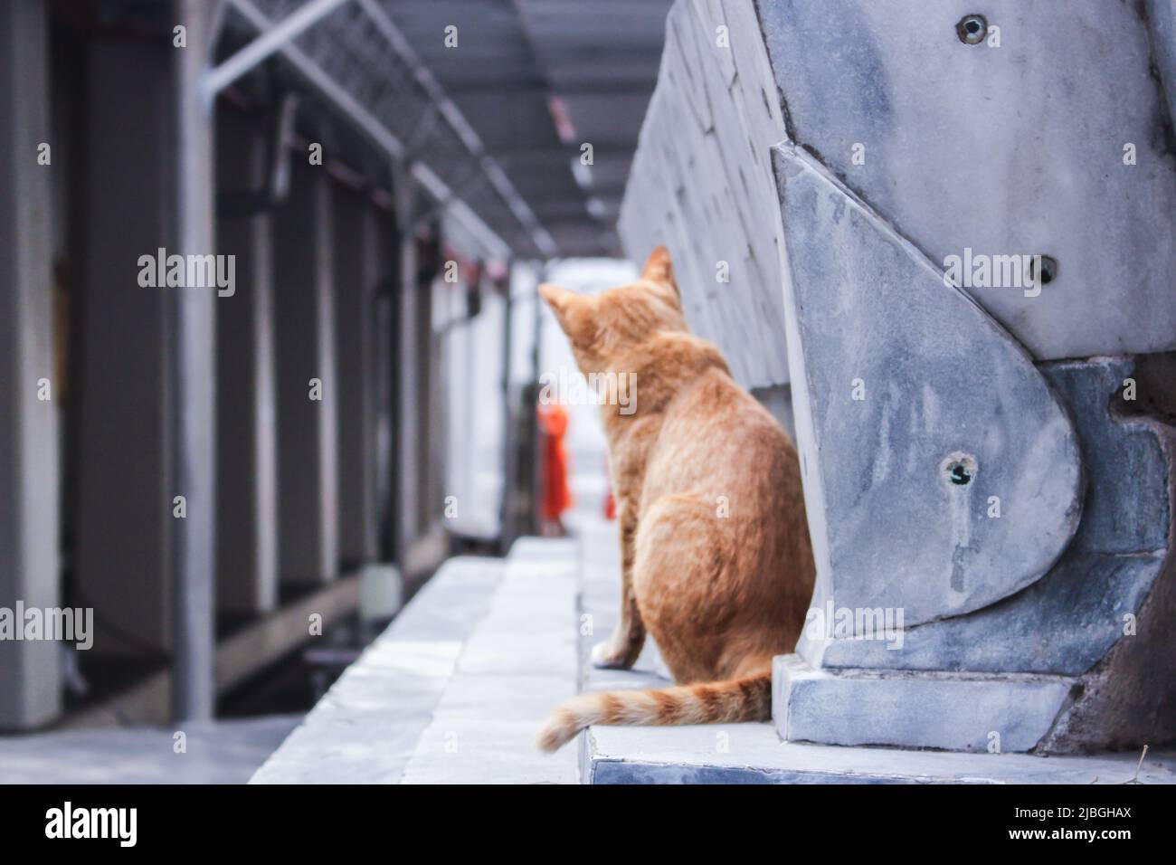 Streunende Katze schaut neugierig auf den buddhistischen Priester in einem alten Tempel in Bangkok, Thailand Stockfoto