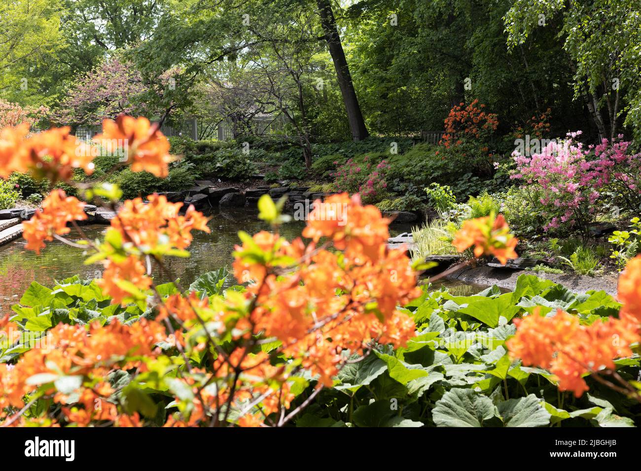 Der Azaleen-Garten im Minnesota Landscape Arbortum in Chaska, Minnesota. Stockfoto