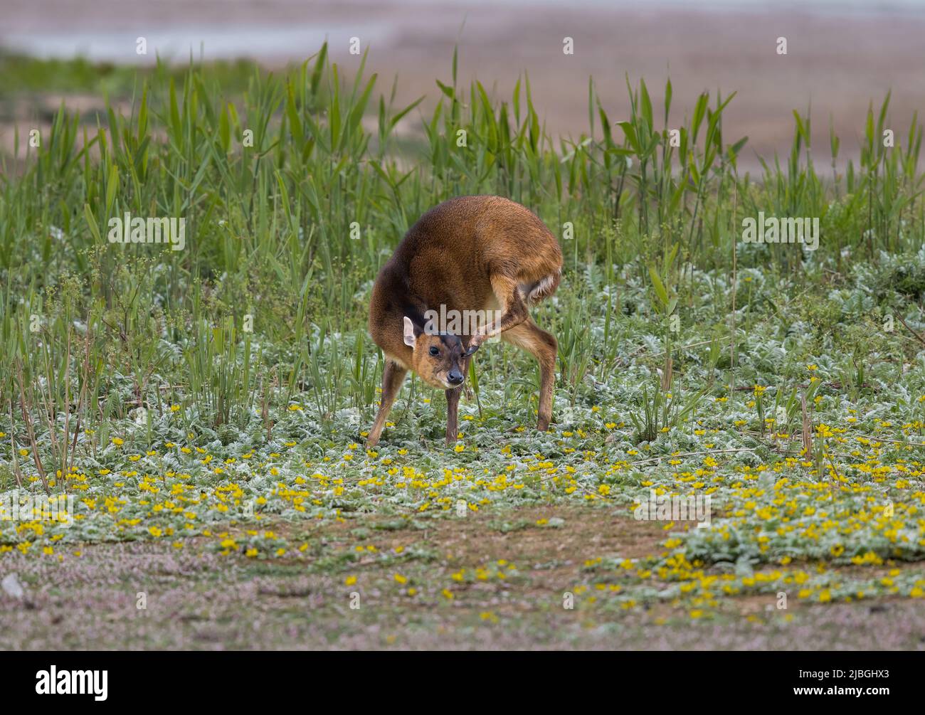 Muntjac-Hirsch einer weiblichen Reevesin (Muntiacus reevesi) in „Open Ground Scratching“ Stockfoto