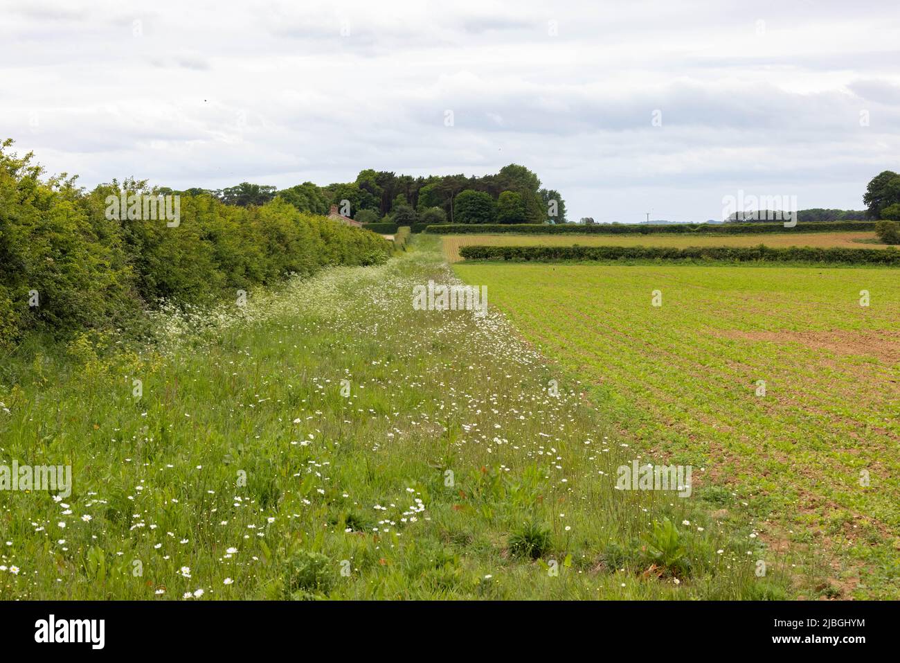 Ein Feldrand, der eine umweltverträgliche Landwirtschaft mit einer Vielzahl von Wildblumen und einer vielfältigen Heckenart zeigt Stockfoto