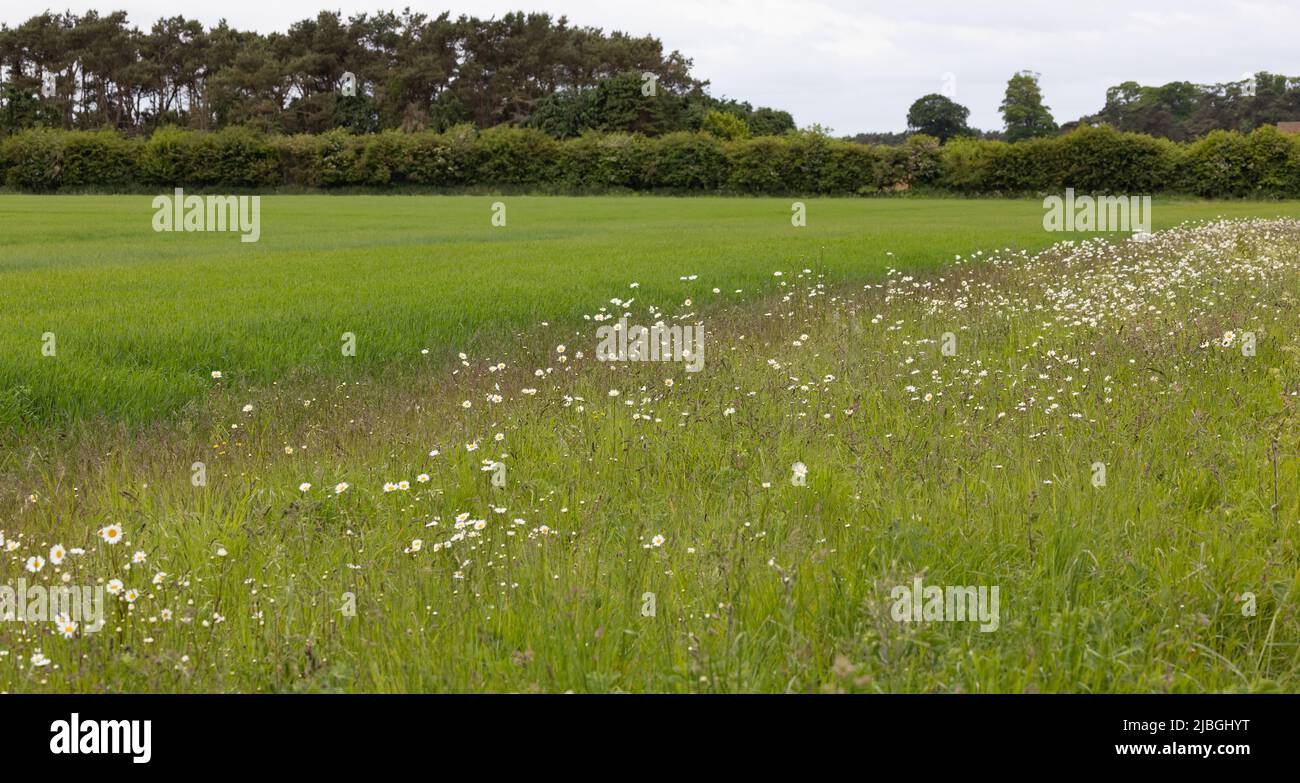 Ein Feldrand, der eine umweltverträgliche Landwirtschaft mit einer Vielzahl von Wildblumen zeigt Stockfoto