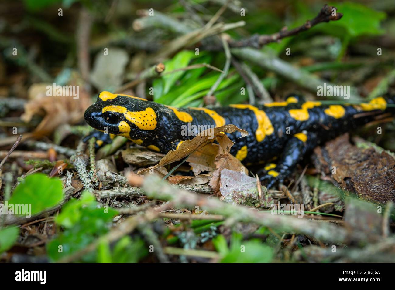 Eine schwarze und gelbe Amphibie, ein Salamander, kriecht auf dem Boden, bedeckt mit kleinen braunen Zweigen und grünen und trockenen Blättern. Stockfoto