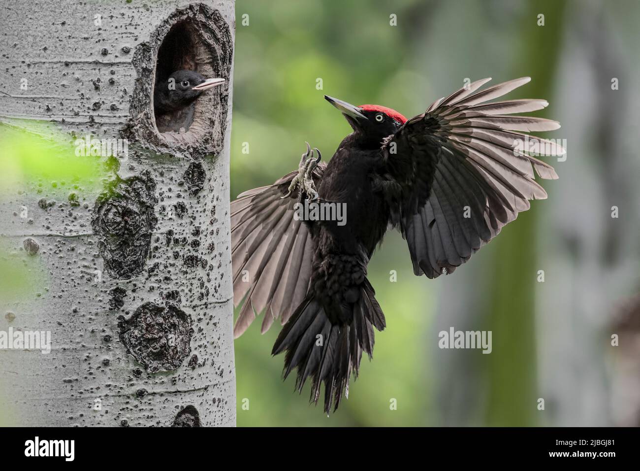 Zurück zu Hause, Schwarzspecht männlich im Flug (Dryocopus martius) Stockfoto