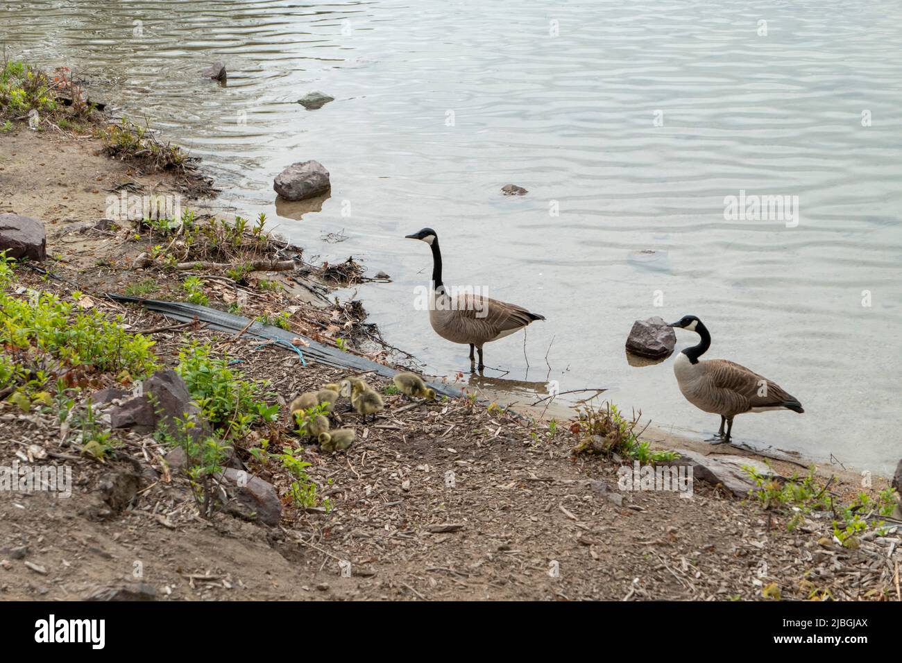 Spot Pond in Middlesex, Massachusetts, USA Stockfoto