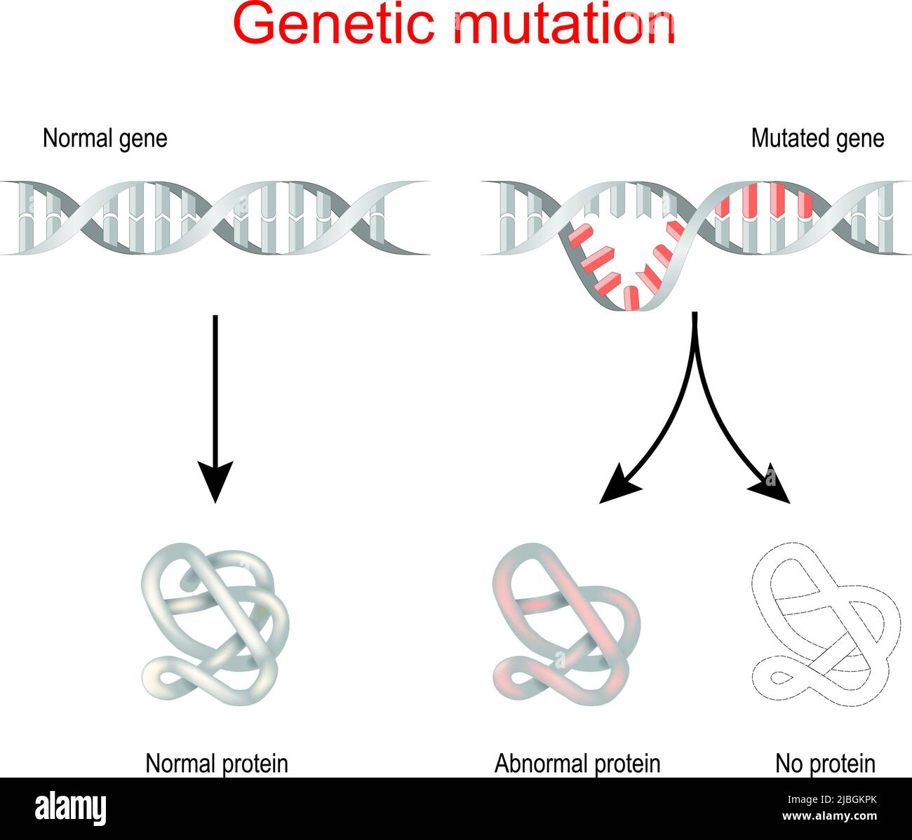Genetische Mutation und Proteinsynthese. Normales Gen und mutierte DNA. Vektorgrafik Stock Vektor