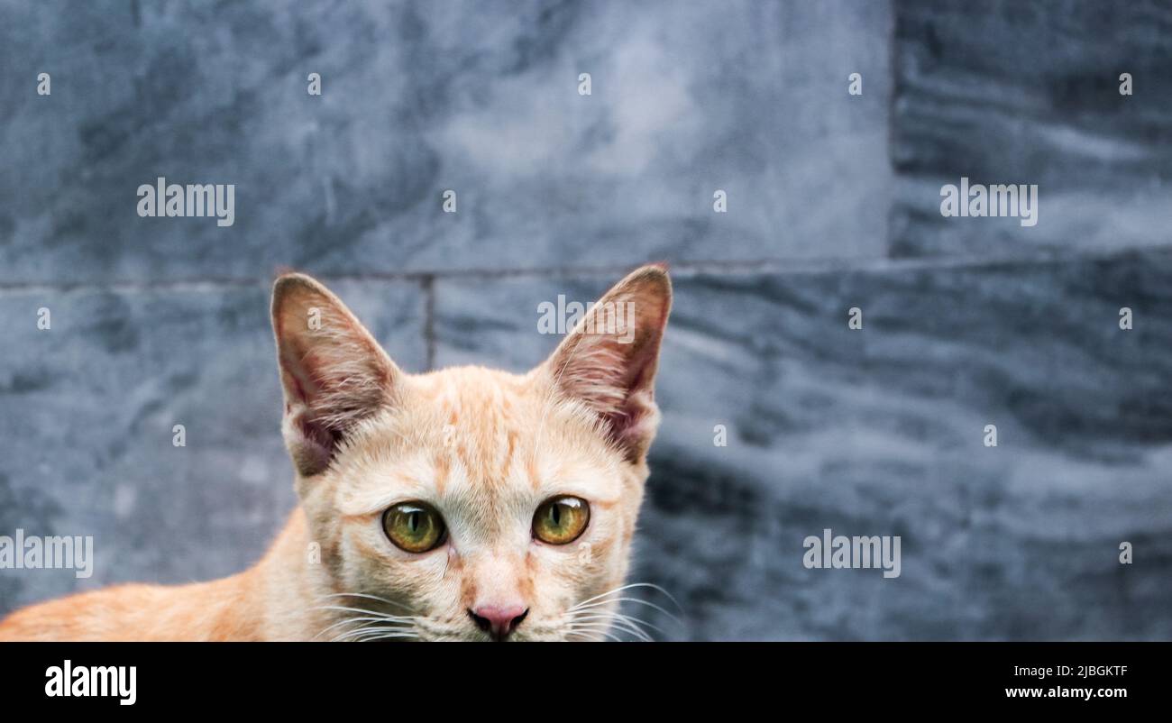 Die Nahaufnahme einer streunenden Ingwerkatze, die den Betrachter neugierig auf den alten Tempel in Bangkok, Thailand, anschaut. Stockfoto