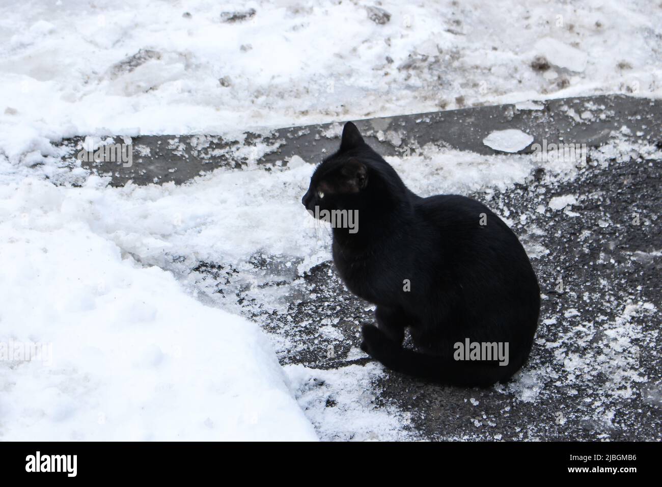 Das Bild einer schwarzen Katze, die auf einem gefrorenen Bürgersteig mit Schnee sitzt, Bukarest, Rumänien. Stockfoto