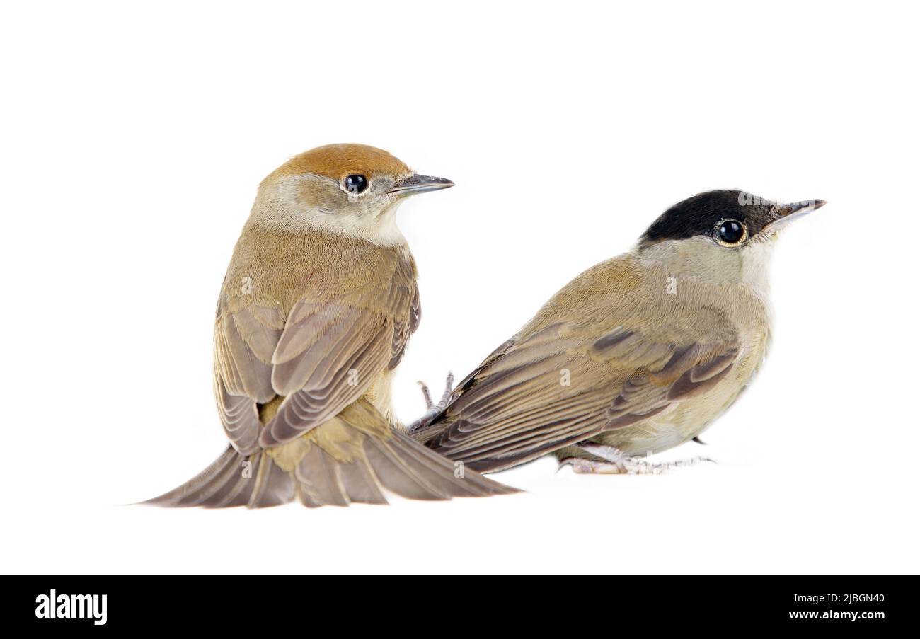Ein Paar Blackcap (Sylvia atricapilla), Erwachsene Post und Weibchen (links) im Zuchtgefieder, isoliert auf weißem Hintergrund Stockfoto