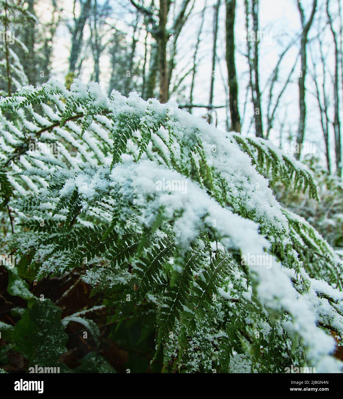 Früher Schnee. Die Herbstdickichte der Farne sind mit Schnee bedeckt, der für den südlichen, subtropischen Wald unerwartet ist Stockfoto
