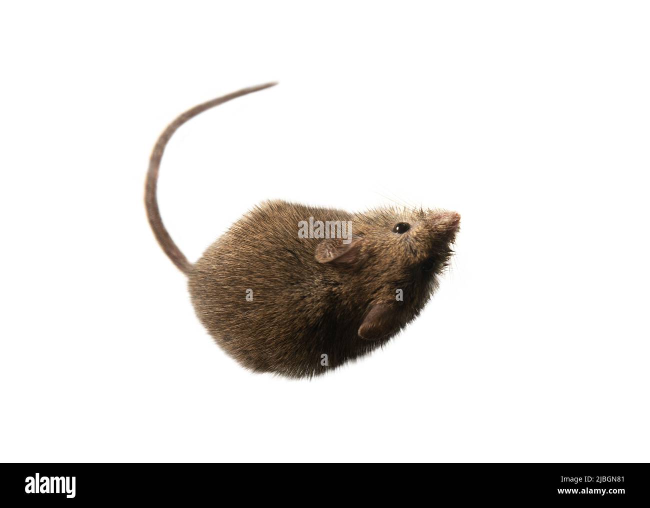 Schweizer (Haus-)Mäuse (Mus musculus) begleiten ständig den Menschen (Synanthropen) und Parasiten: Getreide in Lagerhäusern, Produkten essen. Es ist nicht möglich Stockfoto