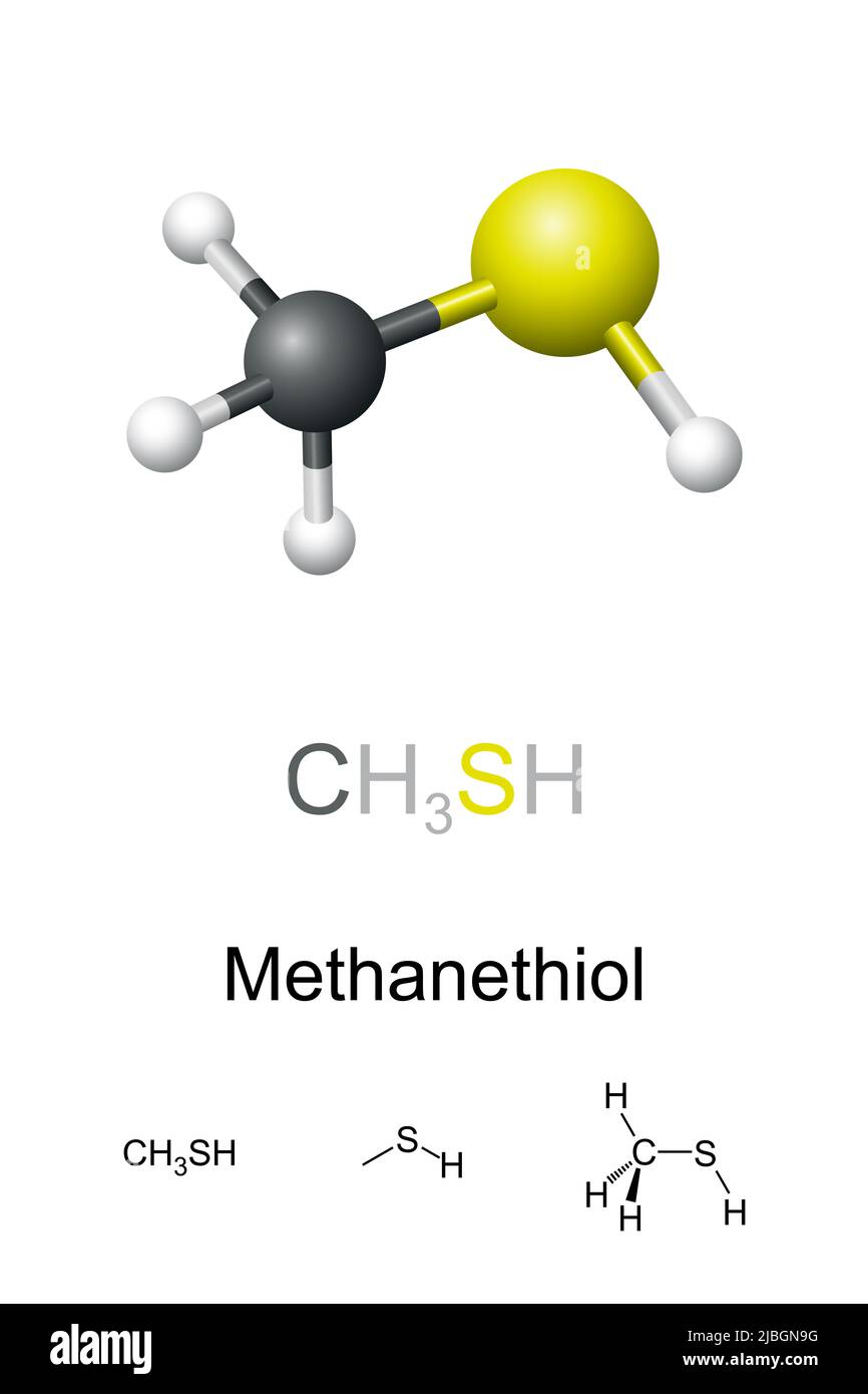 Methanethiol, molekulares Modell und chemische Formeln. Auch Methylmercaptan, organoschwefelhaltige Verbindung mit ausgeprägtem fauligen Geruch. Stockfoto