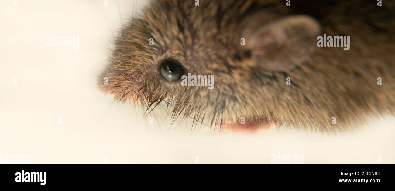 Schweizer (Haus-)Mäuse (Mus musculus) begleiten ständig den Menschen (Synanthropen) und Parasiten: Getreide in Lagerhäusern, Produkten essen. Es ist nicht möglich Stockfoto