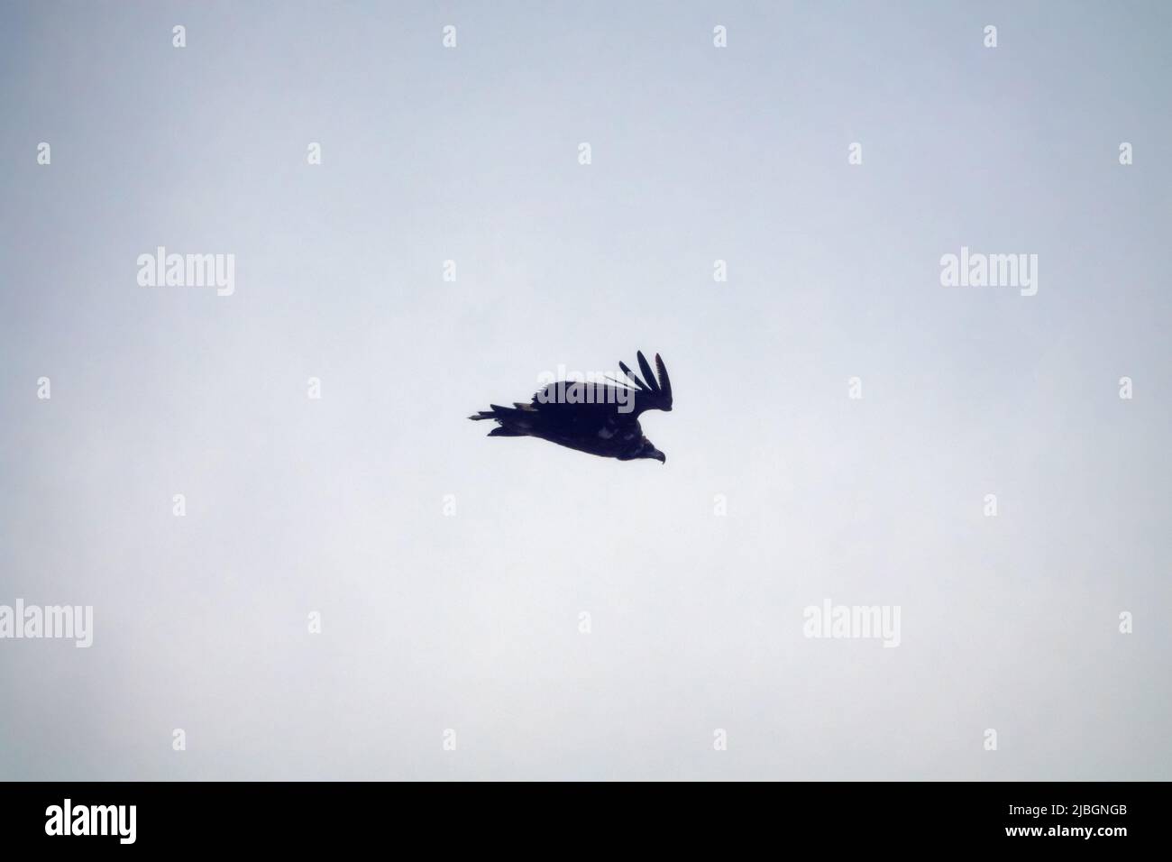 Aasfressende Vögel glitten über den Klippen, Fahrten im Wind. Schwarzgeier (Aegypius monachus). Nordostkaukasus Stockfoto