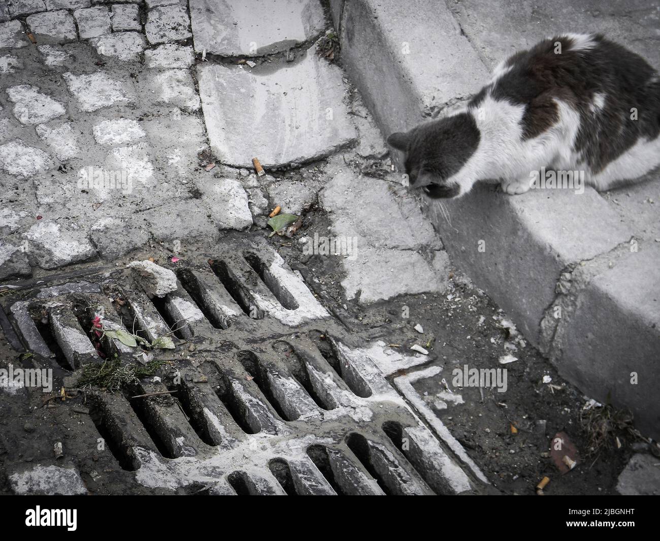 Weiße und graue Haarkatze schaut neugierig auf das quadratische Mannloch auf der Straße, Griechenland. Stockfoto