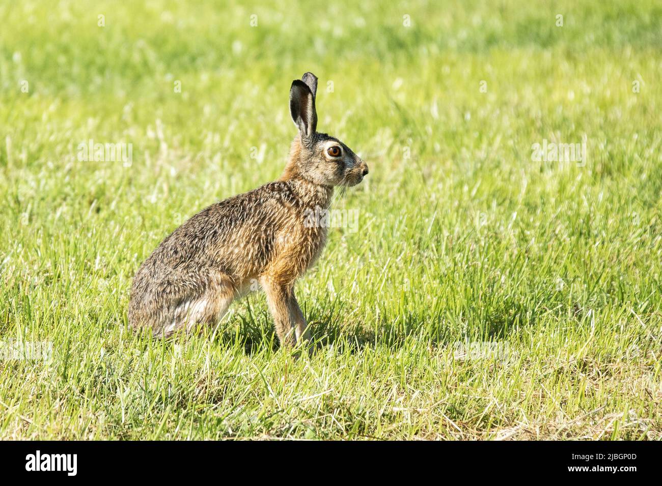 Nahaufnahme eines Hasen oder europäischen Hasen, Lepus europaeus, bereit zum Fliegen mit Blick auf den Fotografen vor dem Hintergrund saftigen grünen Grases Stockfoto