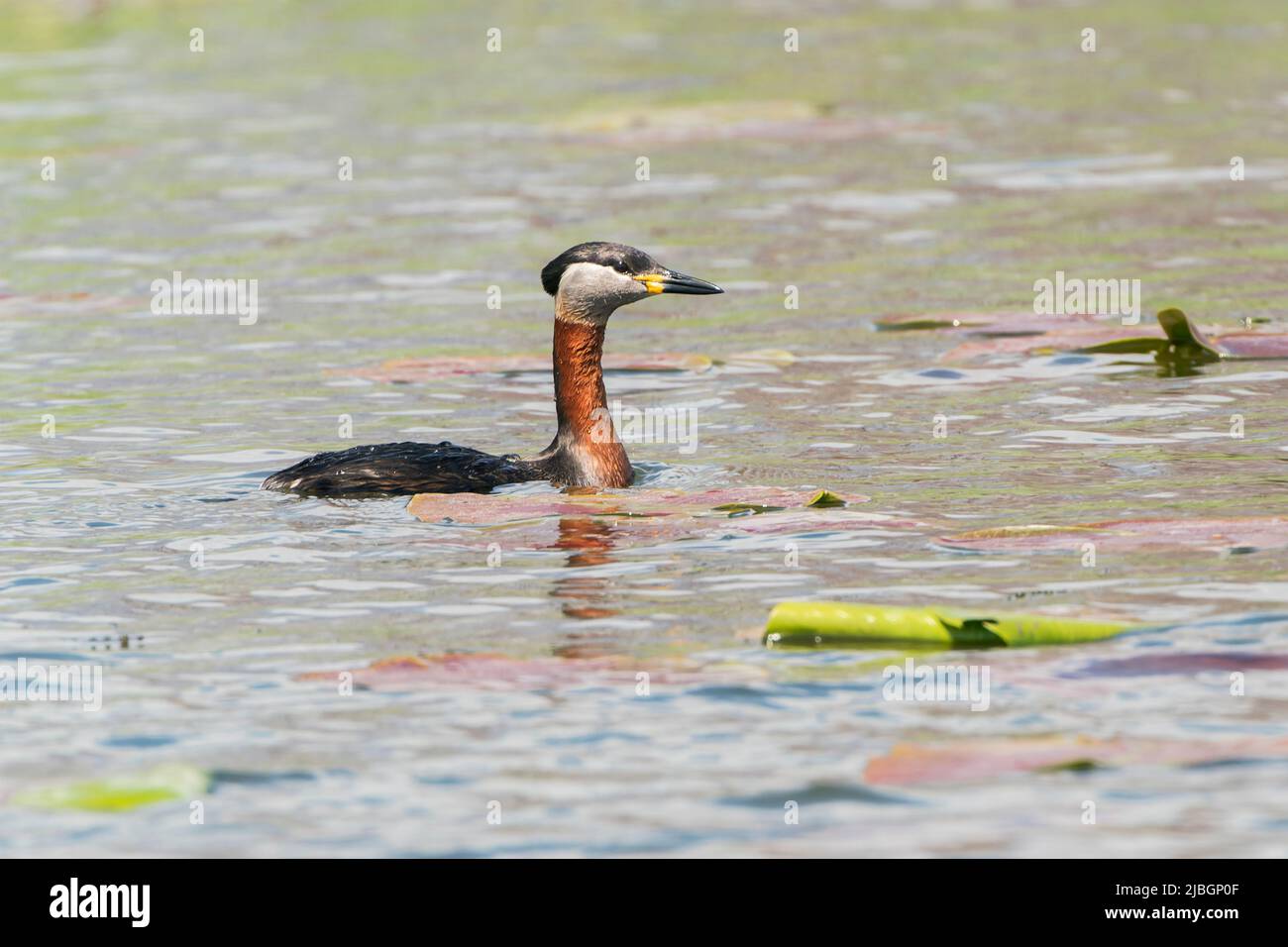 Rothalsgreiher, Podiceps grisegena, Schwimmen für Erwachsene auf dem Wasser, Donaudelta, Rumänien Stockfoto
