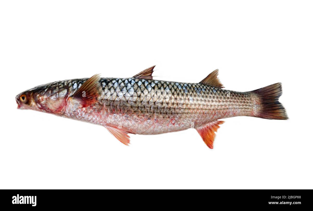 Rotflossbarbe (Mugil soiuy, Redlip mullet (Liza haematocheilus)). Dieser Fisch lebt in Eurasien. Akklimatisierungs- und Zuchtanlage. Isoliert auf w Stockfoto