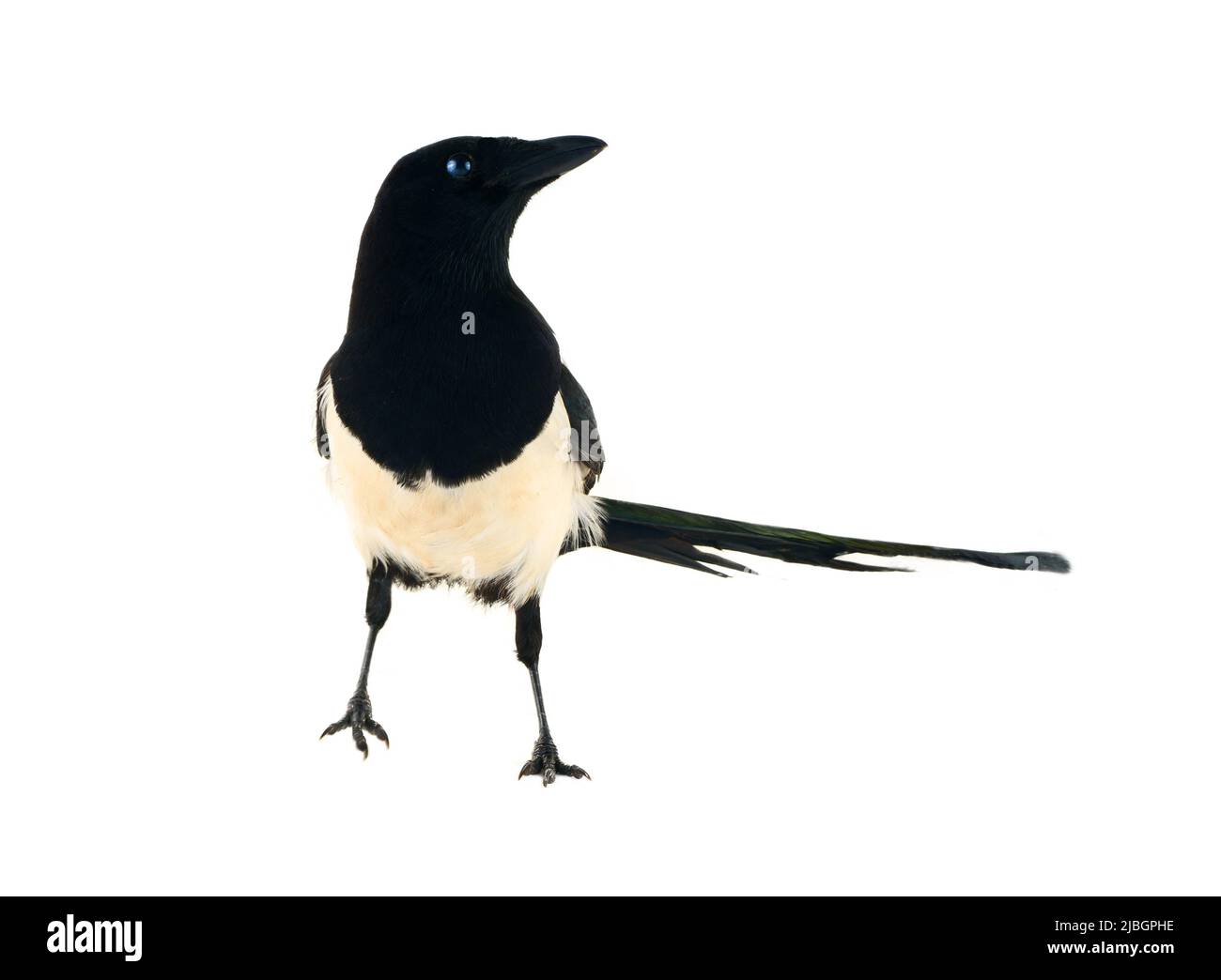 Europäische Elster (Pica pica) ist weit verbreitet. Überall hat es einen umfangreichen kulturellen Hintergrund: Diebische Elster, gesprächige Frau, Trägerin von Gossi Stockfoto