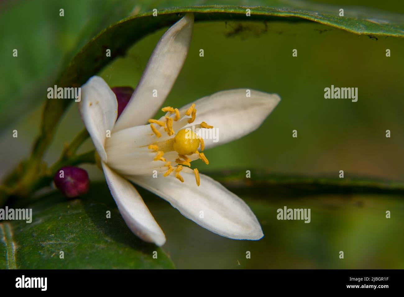Zitronenbäume produzieren schöne, weiße, duftende Blüten, die das ganze Jahr über erscheinen können Stockfoto