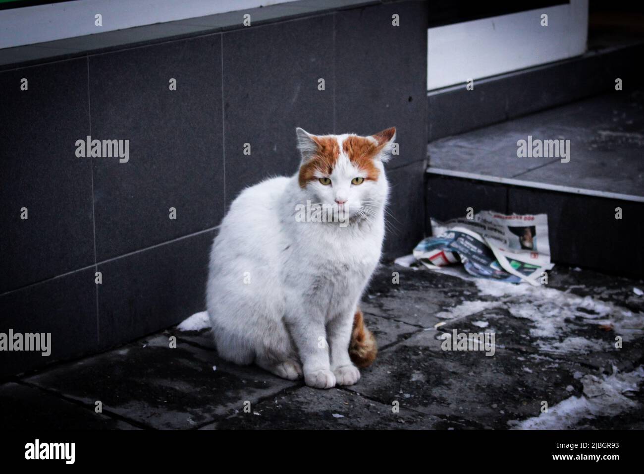 Entzückende streunende Katze (weiß und Ingwer) sitzt vor dem Geschäft auf der Straße von Ruse, Bulgarien in der Wintersaison. Stockfoto