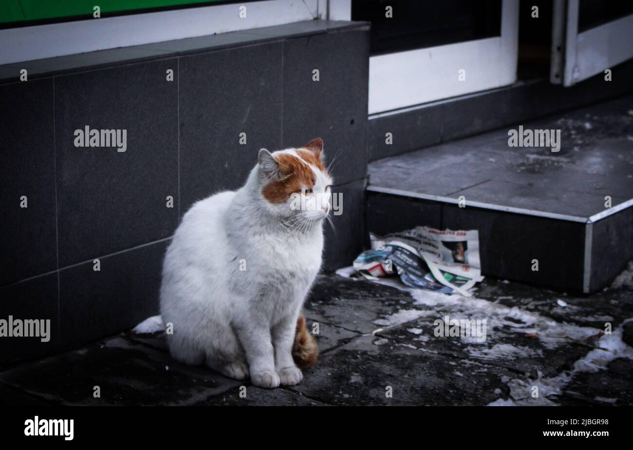 Entzückende streunende Katze (weiß und Ingwer) sitzt vor dem Geschäft auf der Straße von Ruse, Bulgarien in der Wintersaison. Stockfoto