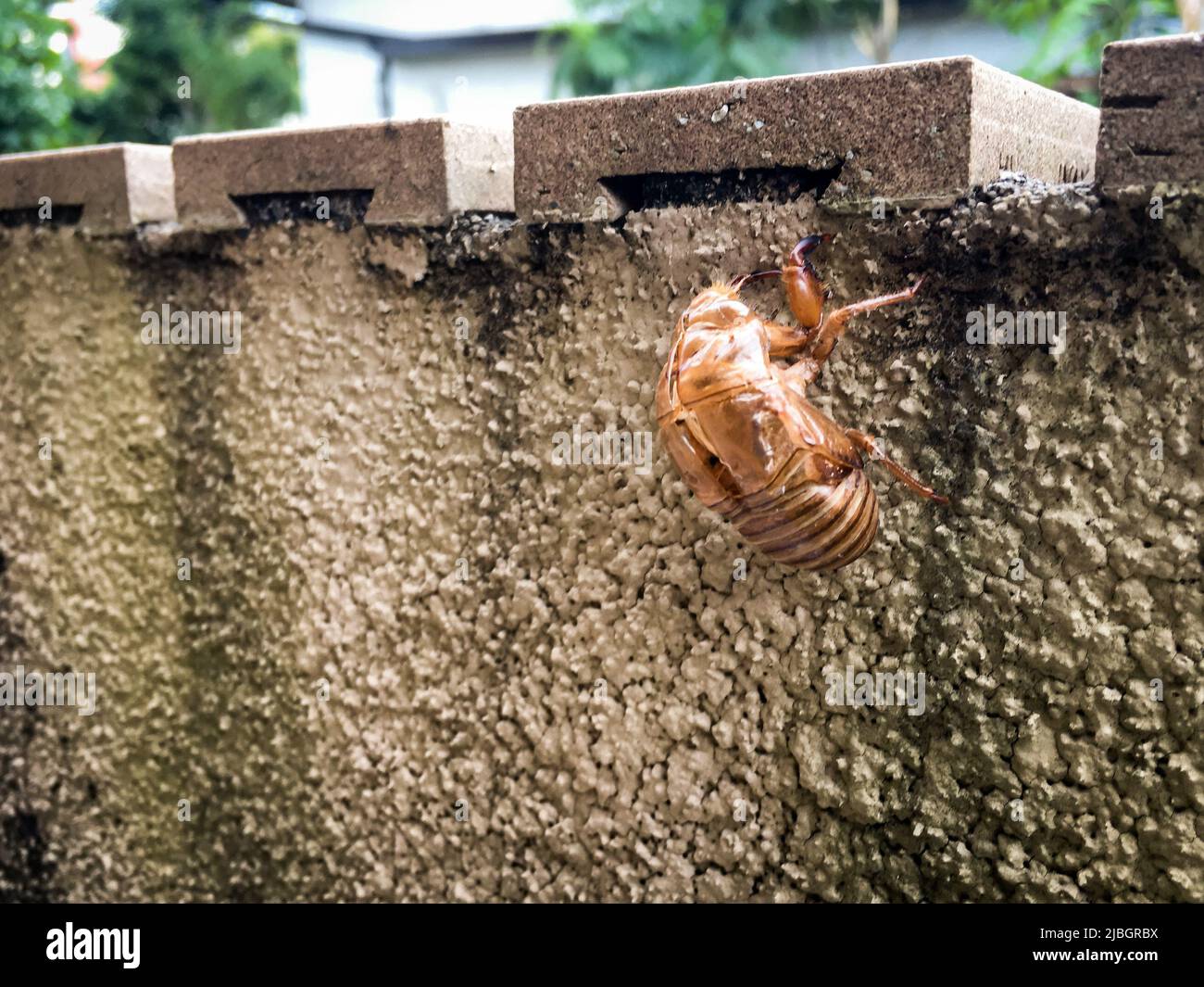 Die Nahaufnahme von Cicadas Muschel an der Wand, Japan. Stockfoto
