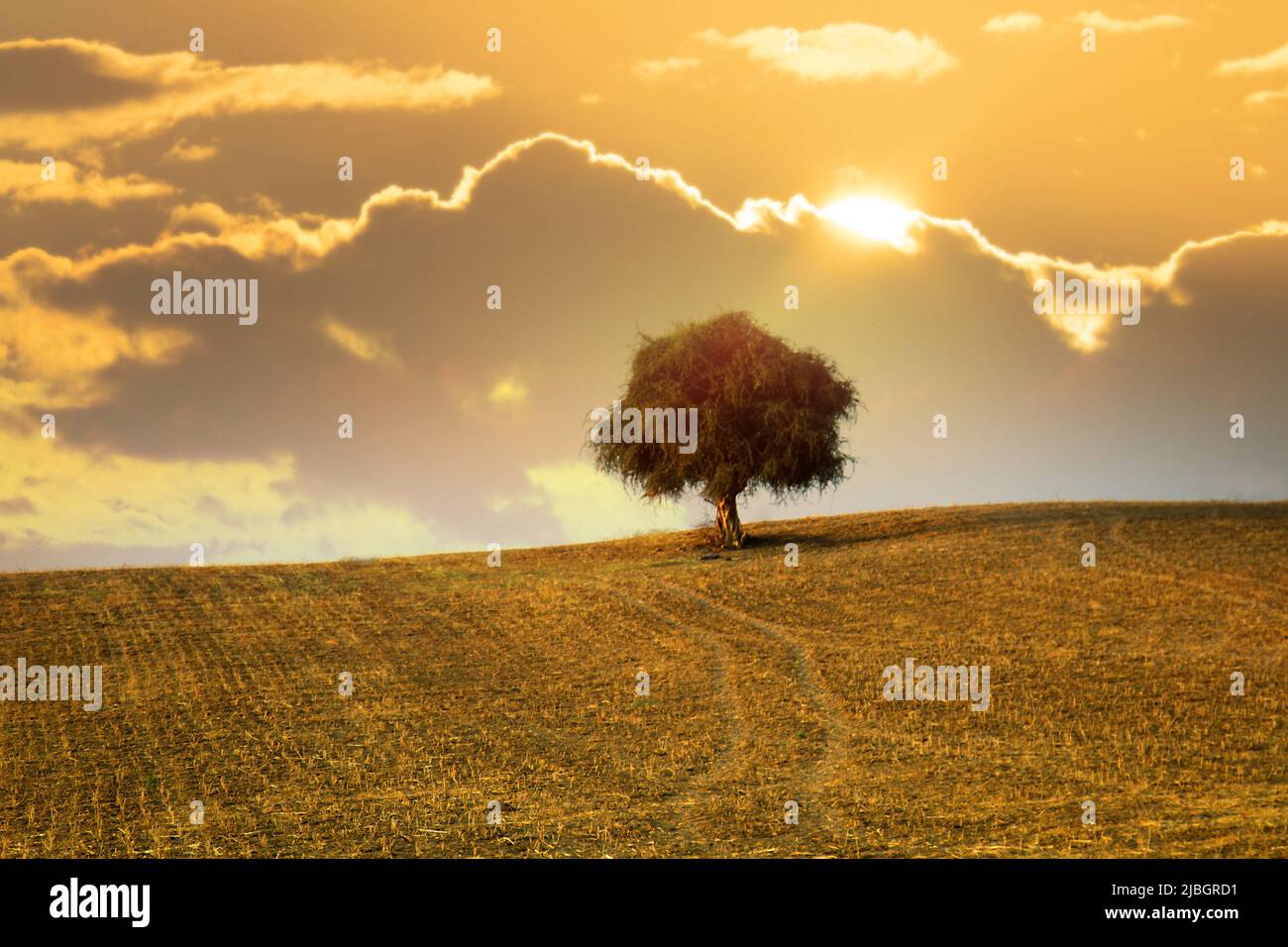 Ein einsamer Baum. Ein alter Baum mit einem verdrehten Stamm und einer runden Krone (dicke Krone wie mattiertes Haar) auf dem Feld. Indien Stockfoto