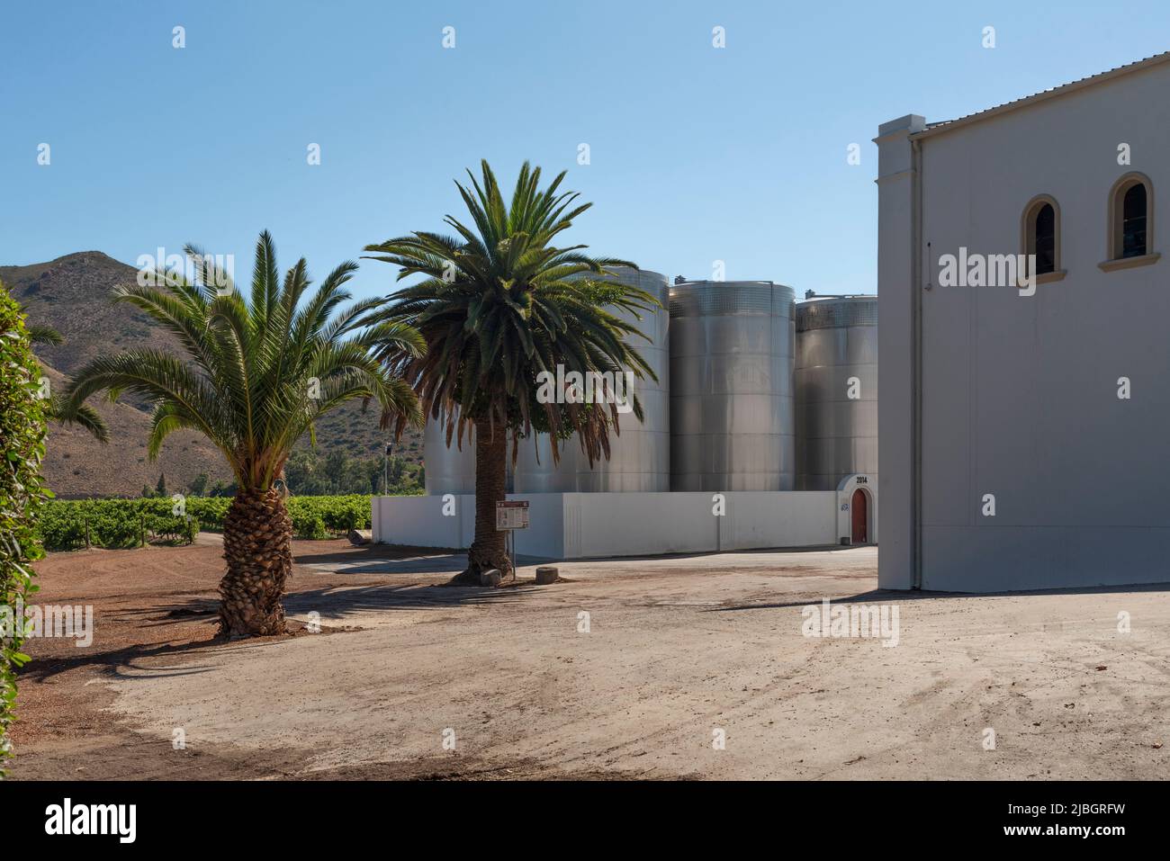 Robertson, Westkap, Südafrika. 2022. Palmen, Reben und Edelstahl, Gärtanks in einem Weingut an der Robertson-Weinstraße. Stockfoto