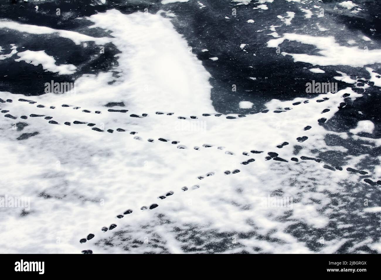 Eisbären Spuren im nassen Schnee. Arktischer Ozean, anschend. Draufsicht Stockfoto