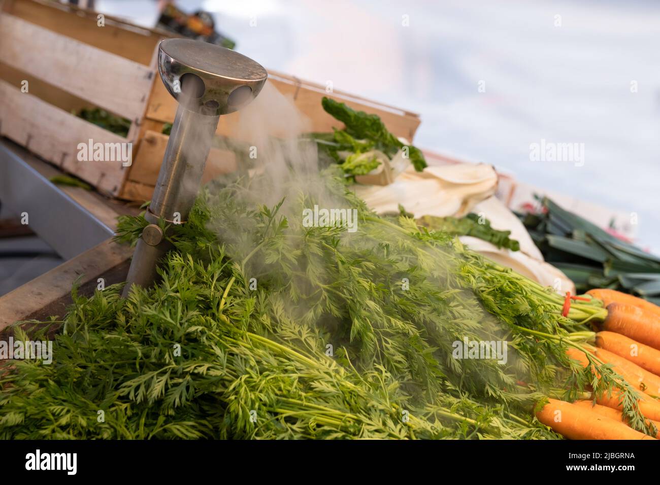 Ein biologisch abbaubares Netz um Chrysanthemum Blumen, um gegen Plastik zu kämpfen. Nachhaltige Verpackung. Auf einem Blumenmarkt in den Niederlanden Stockfoto