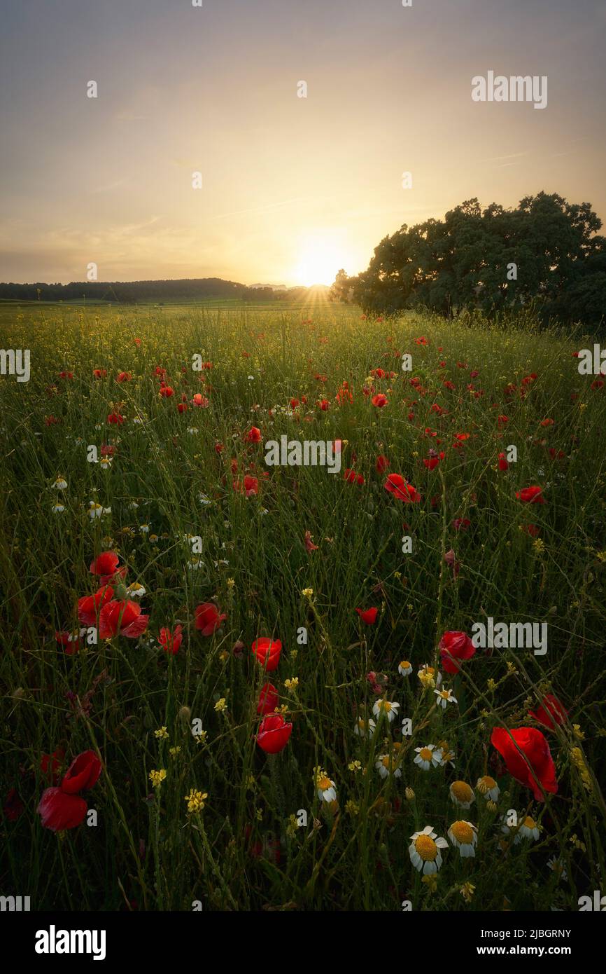 Sonnenuntergang auf einem Mohn-Feld bei Fontanars dels Aforins (Valencia - Spanien) Stockfoto