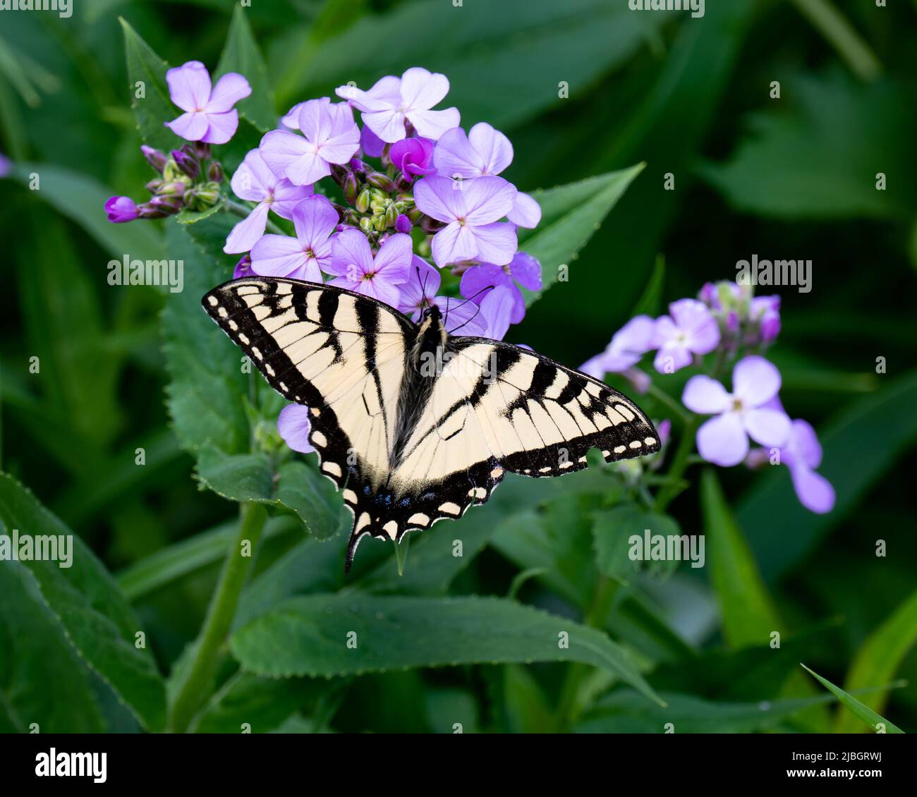 Ein östlicher Tiger-Schwalbenschwanzschmetterling, Papilio glaucus, bestäubt Dame's Rocket, Hesperis matronalis, blüht in einem Garten Stockfoto