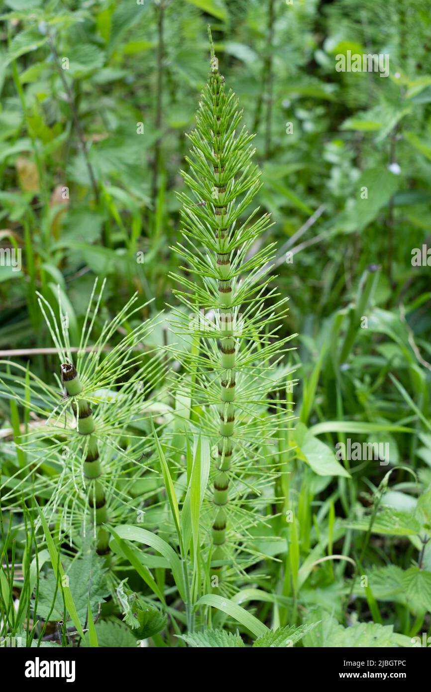 Hippuris vulgaris, Stutenschwanz Stockfoto