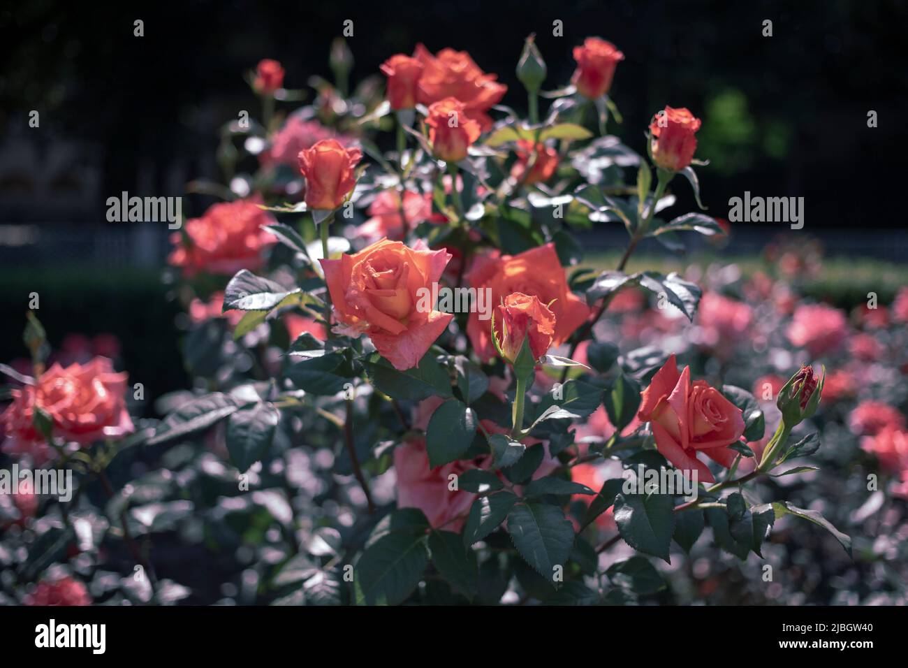 In einem Garten wachsen korallenrote Rosen Stockfoto