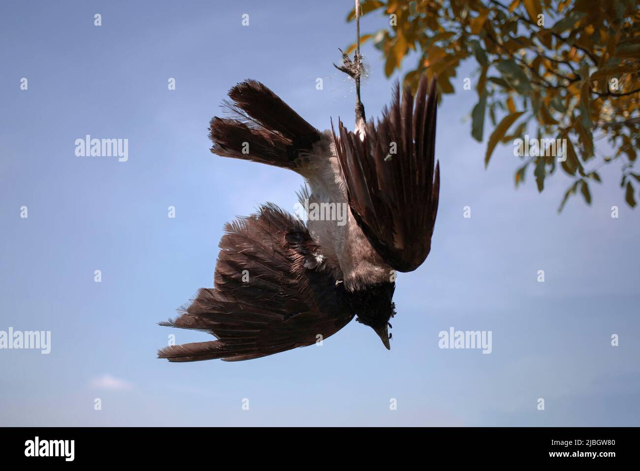 Eine tote Krähe gehängt, die als Vogelscheuche verwendet Stockfoto