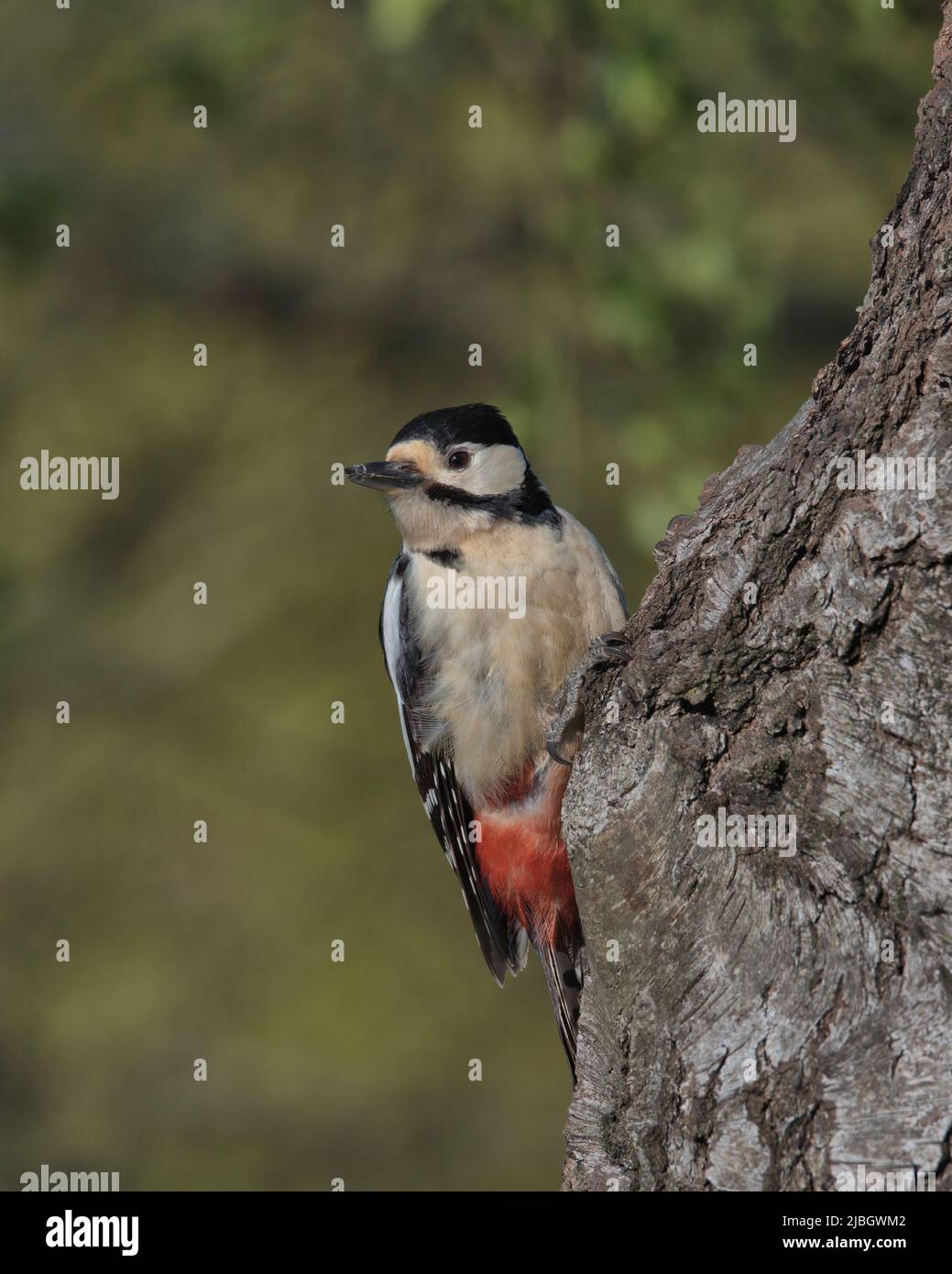 Weibchen Buntspecht auf der Seite eines Baumes thront. Stockfoto